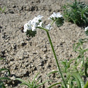 cryptantha intermedia